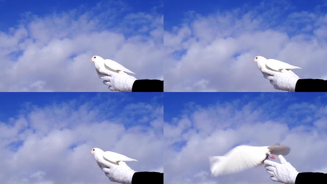 手牵一只鸽子鸟逆天飞翔