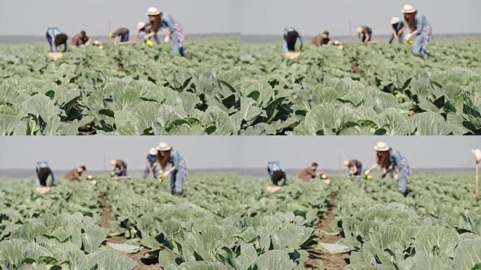 在成排的白菜中工作的年轻农民