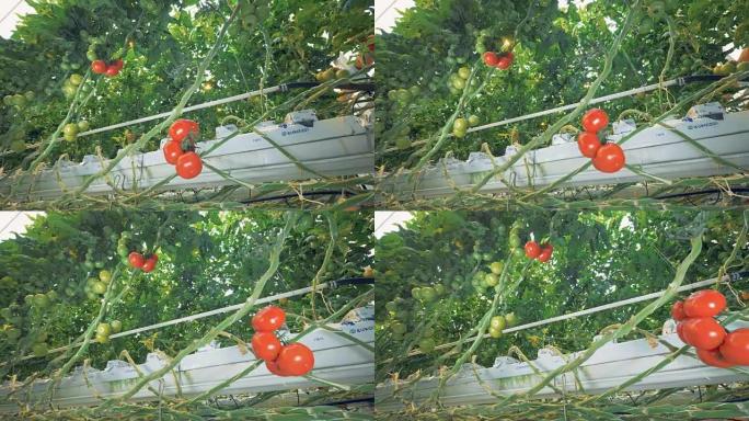 在农舍中繁殖西红柿的幼苗