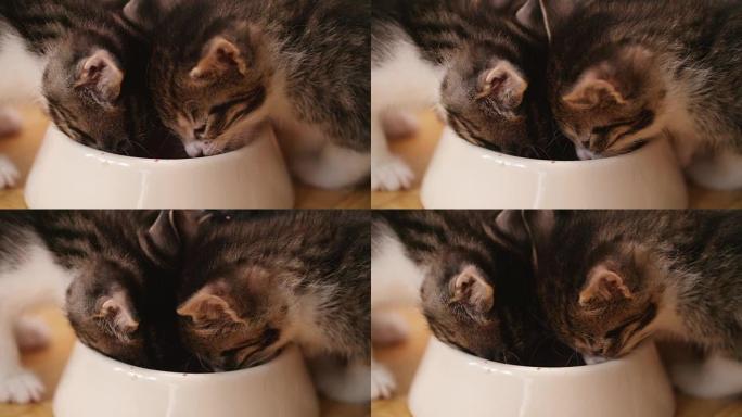 小猫从一个碗里一起吃食物