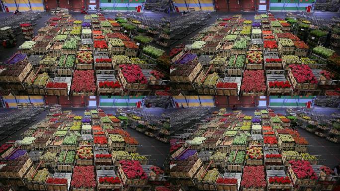 阿尔斯梅尔花卉市场