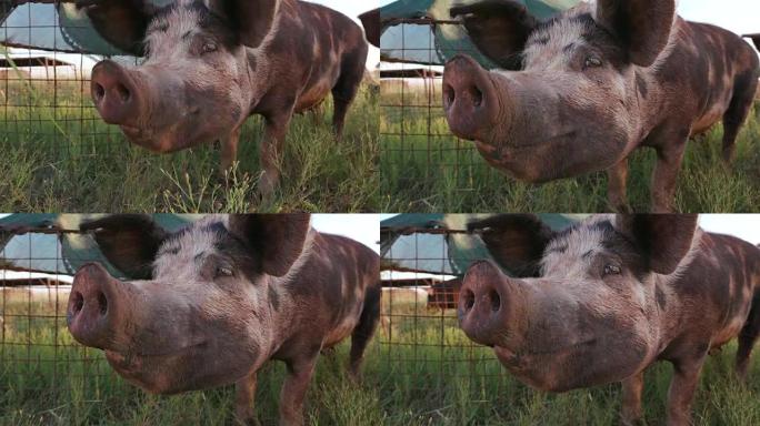 散养猪嗅到空气的特写面部视图