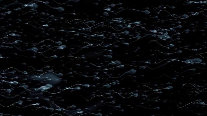 精子受精的移动卵细胞