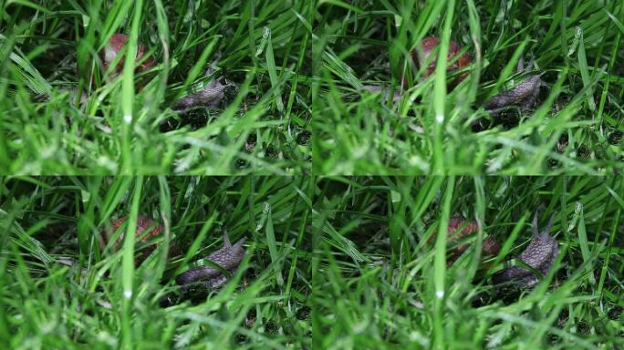 罗马蜗牛在草丛中奔跑