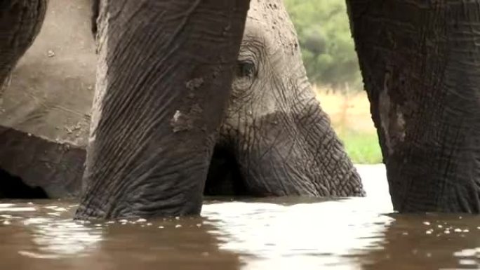 不寻常的大象游泳角度，并被另一只大象的腿框住
