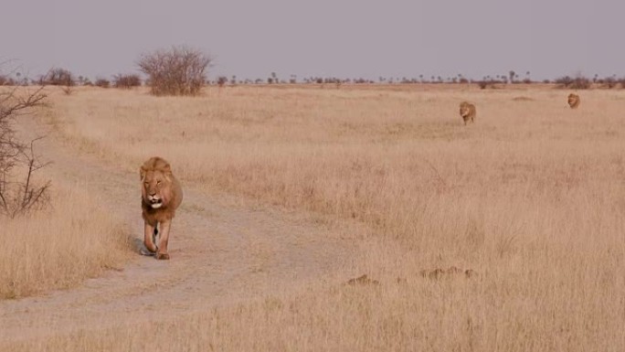三只雄狮走向镜头，博茨瓦纳
