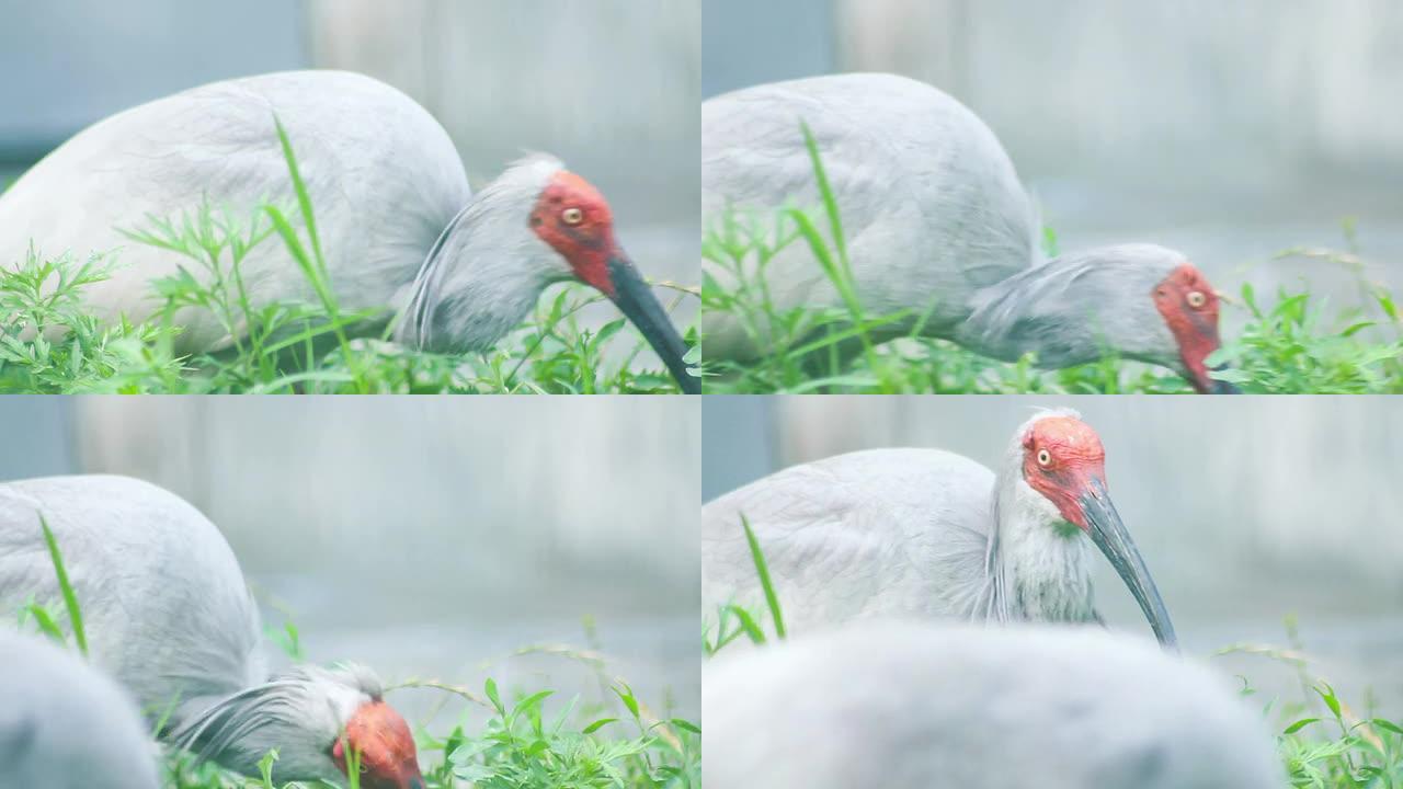 朱鹮野生动物保护生物生态飞翔飞鸟