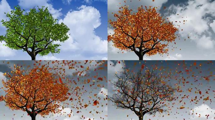 从春季到秋季季节变化的概念。叶子出现在树上，它们变成黄色，然后脱落。4K. 3840x2160。