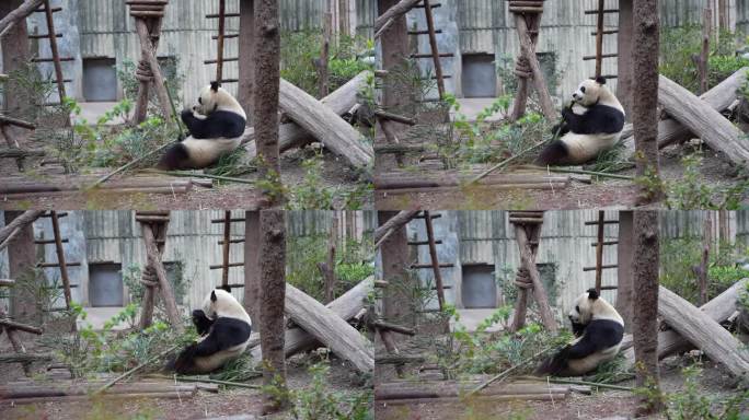 4K大熊猫侧身吃竹子
