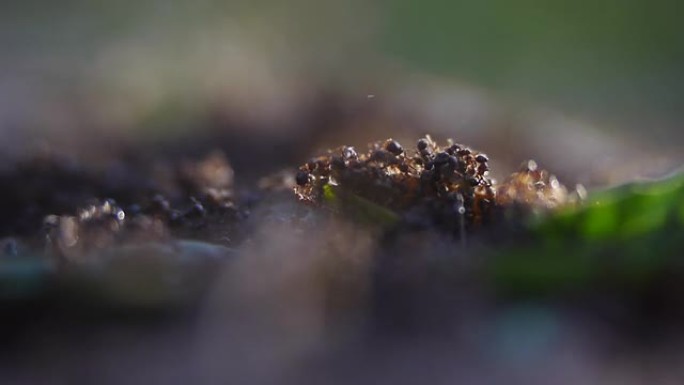 蚂蚁群蚂蚁群