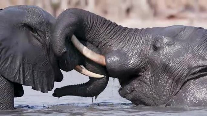 两只年轻的公牛象在博茨瓦纳奥卡万戈三角洲的水坑里打架