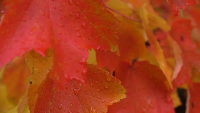 特写: 多雨的秋天，红枫树梢上明亮潮湿的叶子上的水滴