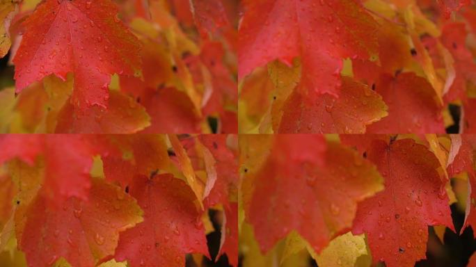 特写: 多雨的秋天，红枫树梢上明亮潮湿的叶子上的水滴