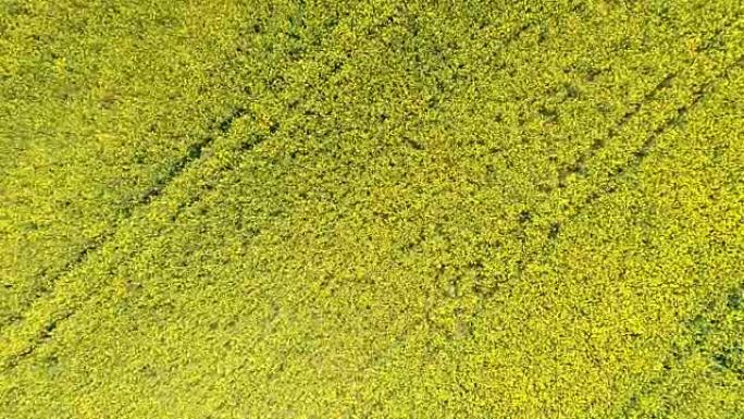 从充满活力的黄色油菜籽田上方看WS鸟瞰图