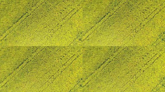 从充满活力的黄色油菜籽田上方看WS鸟瞰图