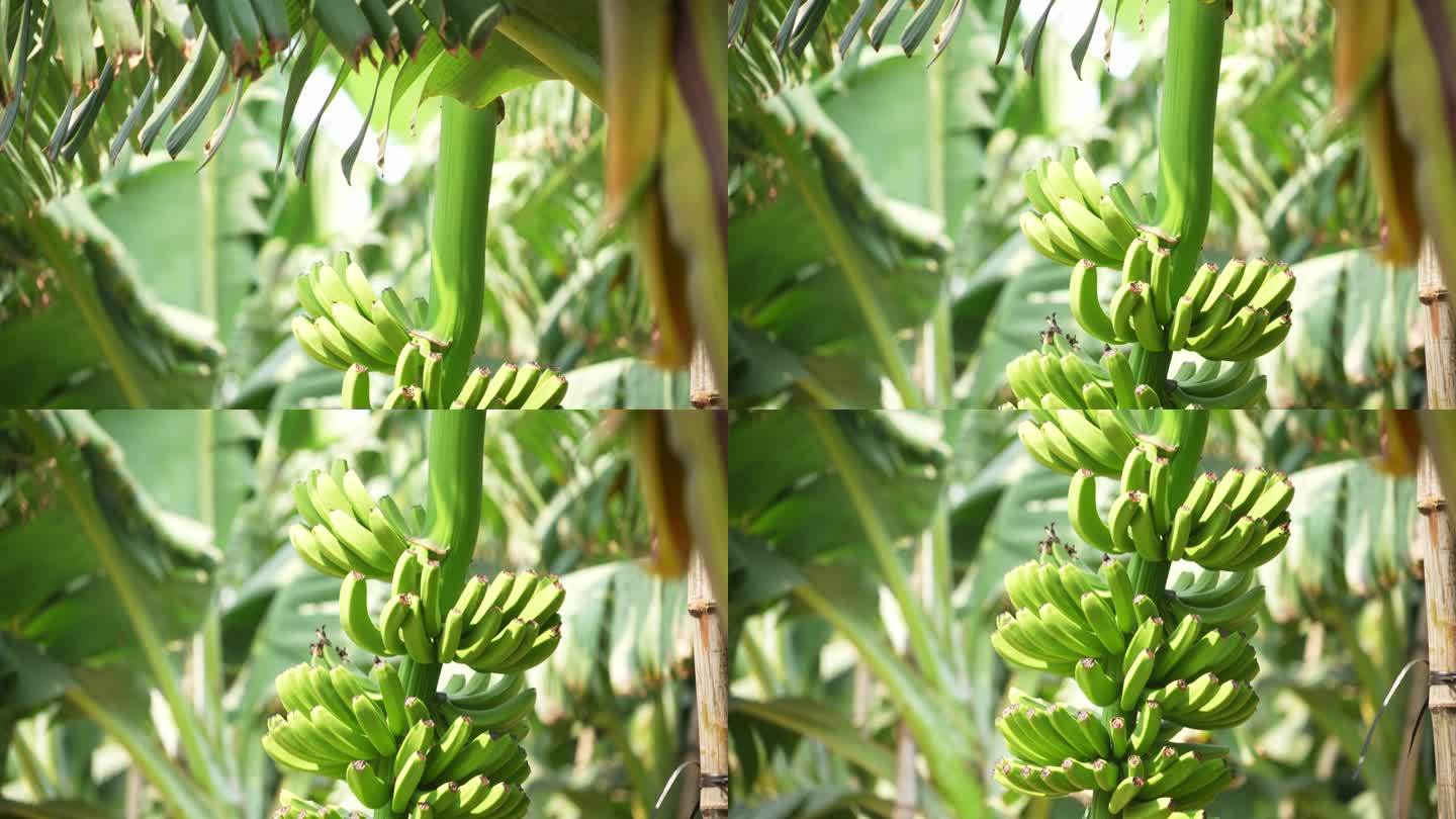 海南香蕉园