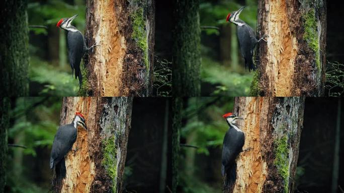 啄木鸟在森林里啄树