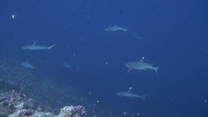 白鳍礁鲨鱼白鳍礁鲨鱼海洋大海野生动物