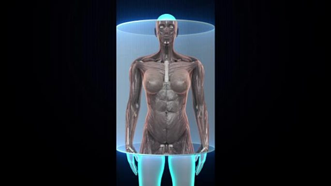 女性身体扫描人体肌肉，血液系统。X射线图像。