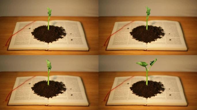 书上发芽的植物