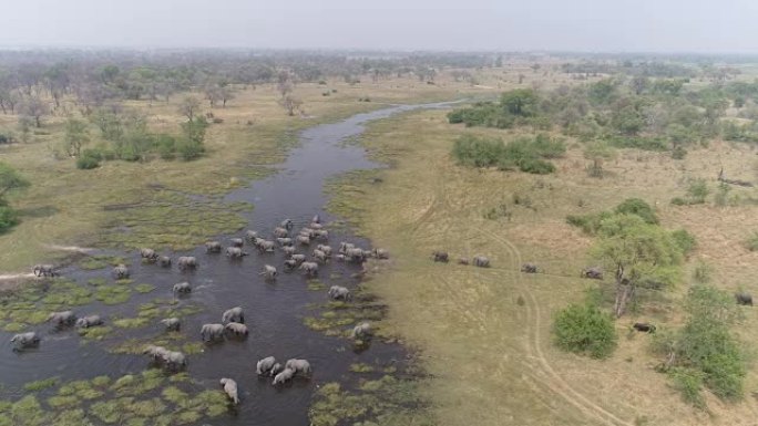 博茨瓦纳奥卡万戈三角洲一群大象穿越河流的高空平移视图