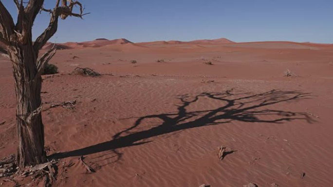 Namib-Naukluft国家公园内的沙丘上移动的树木阴影的4k时间流逝