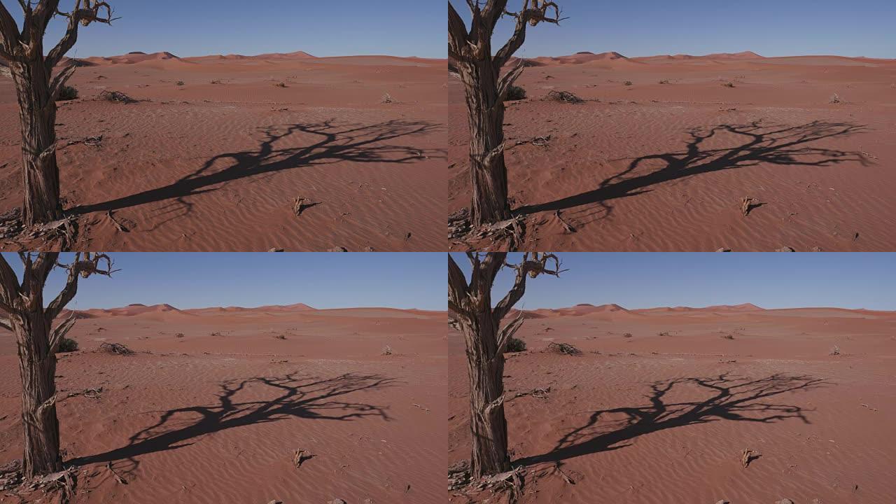 Namib-Naukluft国家公园内的沙丘上移动的树木阴影的4k时间流逝