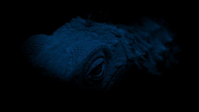 黑暗中的蜥蜴脸