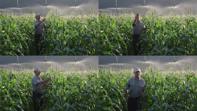 农民检查灌溉玉米地