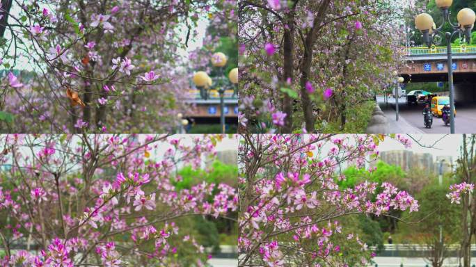 柳州春季紫荆花多镜头