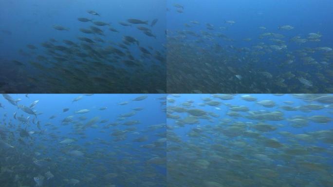 被猎杀的鱼海底世界鱼群潜水