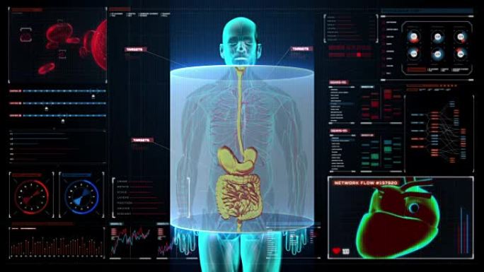 人体内脏器官，消化系统在数字显示。前视图。