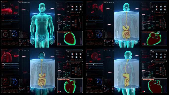 人体内脏器官，消化系统在数字显示。前视图。