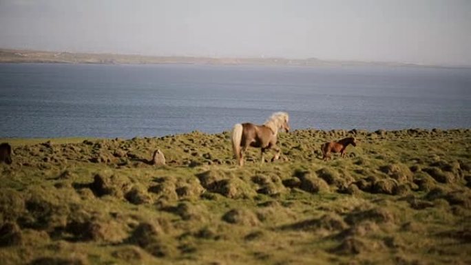 美丽自然的风景。在田野中奔跑的冰岛野生马群