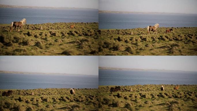 美丽自然的风景。在田野中奔跑的冰岛野生马群