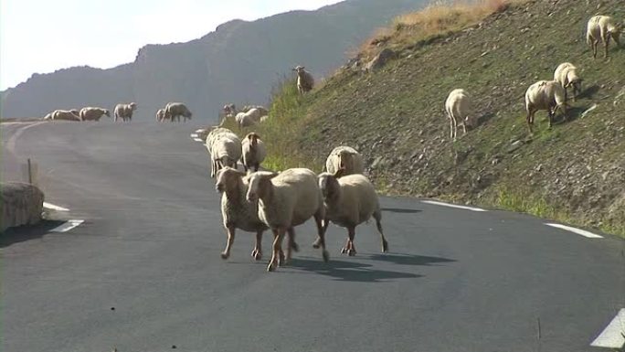 高清: 羊跑松了羊跑松了牧羊