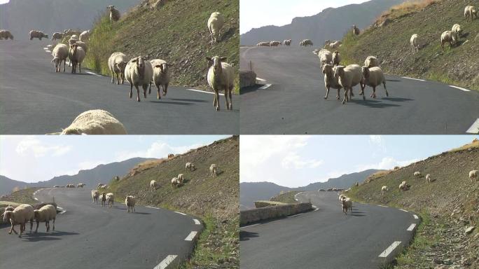 高清: 羊跑松了羊跑松了牧羊