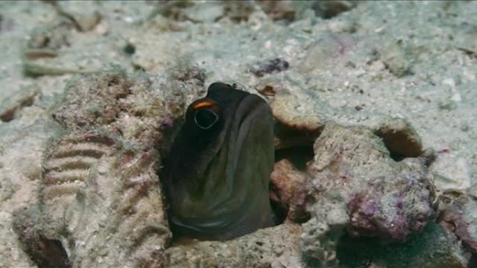 大白鲨热带鱼群海洋大海野生动物