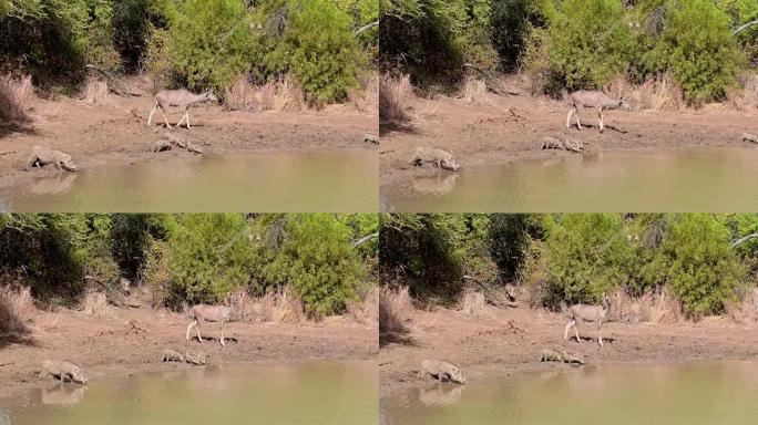 羚羊在水边喝水