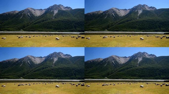 新西兰大自然中的绵羊