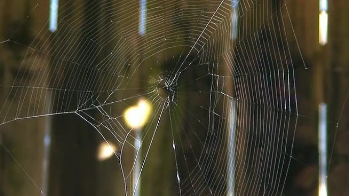 微风中的蜘蛛网微风中的蜘蛛网