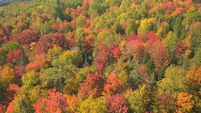 空中: 茂密的郁郁葱葱的彩色秋叶森林横跨山丘