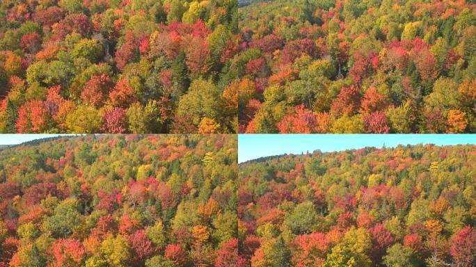 空中: 茂密的郁郁葱葱的彩色秋叶森林横跨山丘