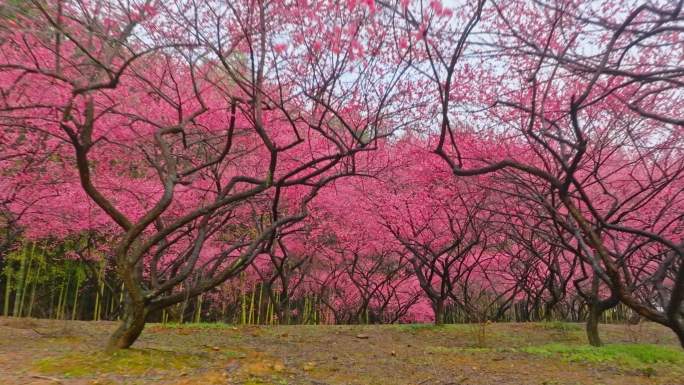 高清航拍春天樱花梅花合集