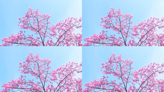蓝天背景的春天粉红色樱花