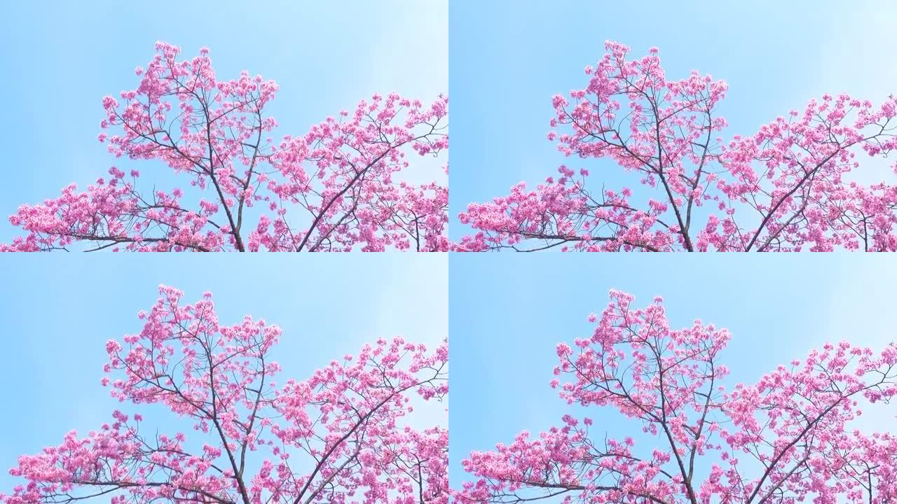 蓝天背景的春天粉红色樱花