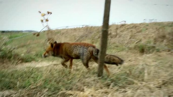 红狐行走和隐藏视频