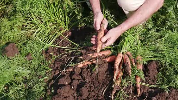 4k农民从田间挖新鲜胡萝卜