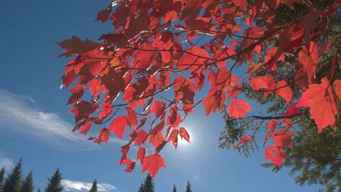 特写: 枫树树枝在阳光下覆盖着红色的秋叶