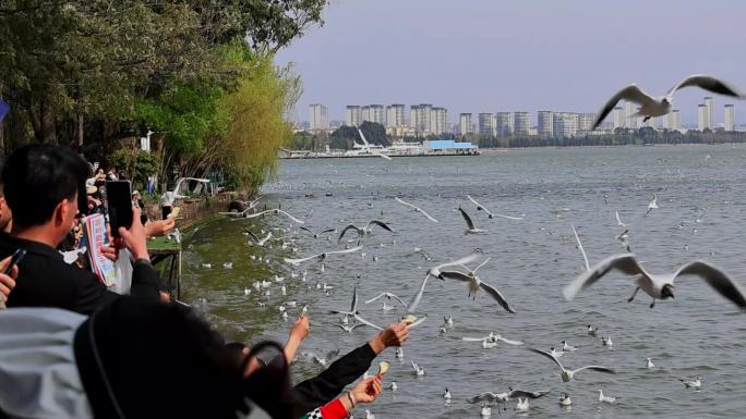 喂食海鸥